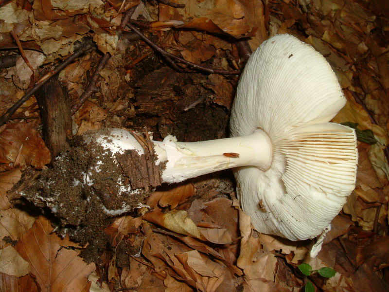 Amanita da deter...